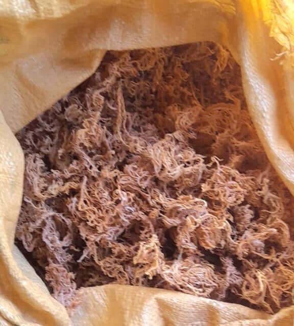 Wholesale Purple Sea Moss – 10 lb Bulk Case (B Grade)