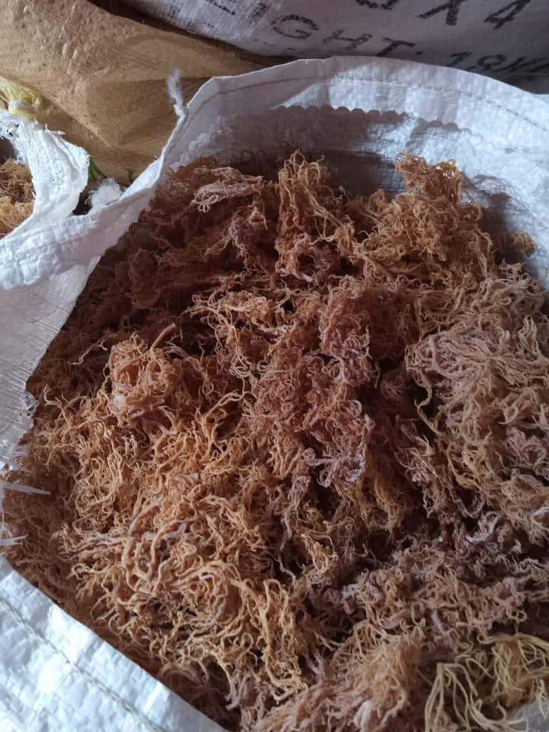 Wholesale Purple Sea Moss – 10 lb Bulk Case (B Grade)