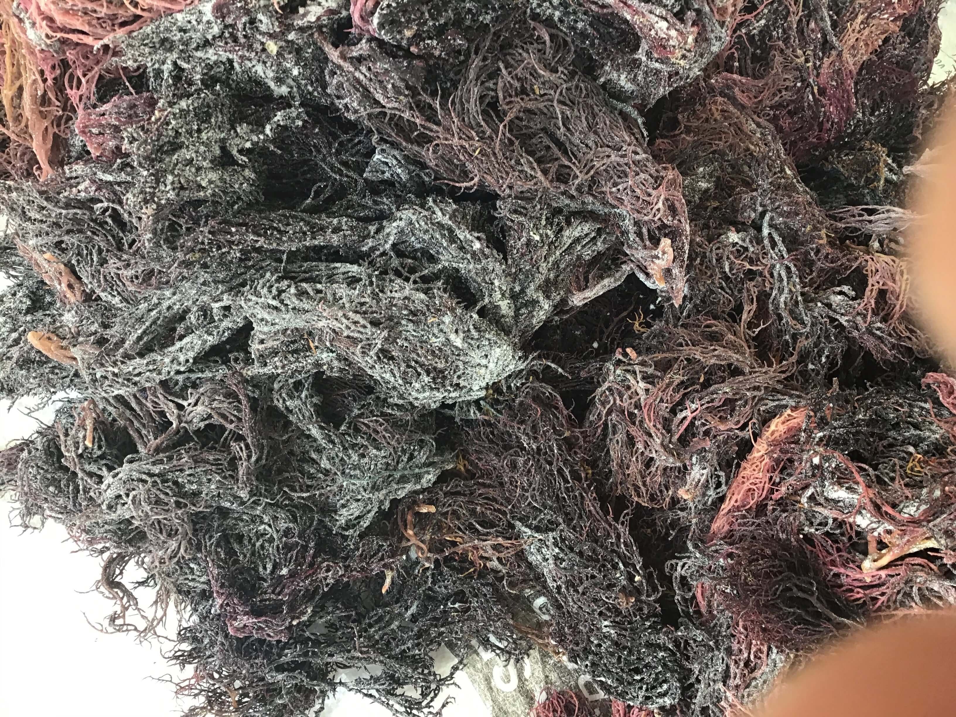 St. Lucian Purple Sea Moss Wholesale | Dried Bulk Seamoss