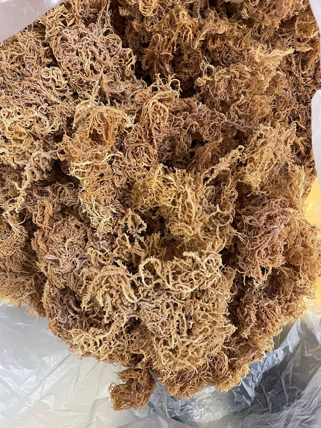 Wholesale Purple Sea Moss – 10 lb Bulk Case (B Grade)