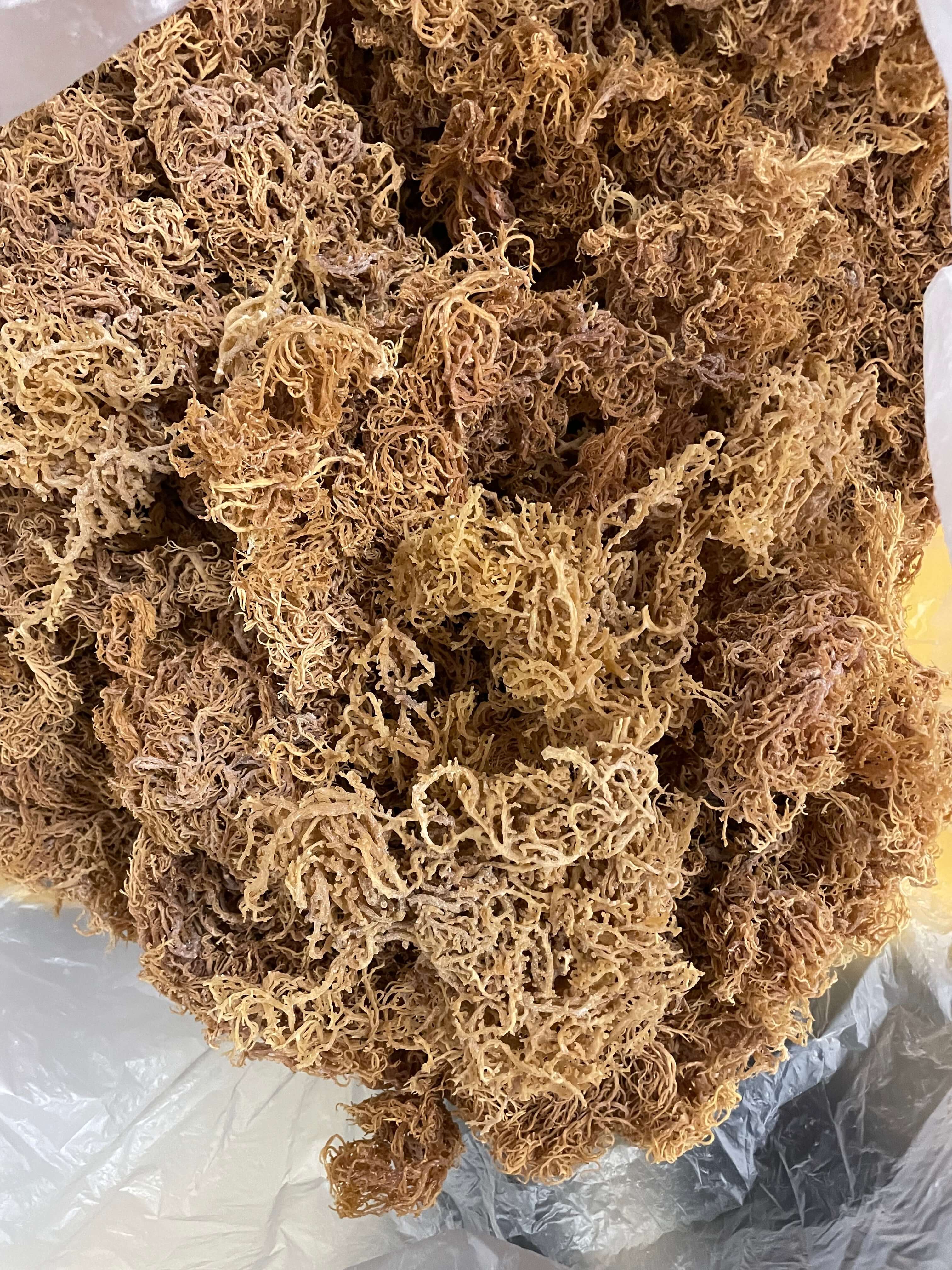 Wholesale Purple Sea Moss – 10 lb Bulk Case (B Grade)