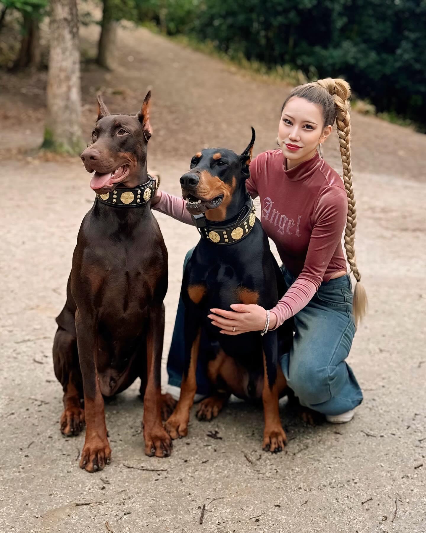 The "Maximus" collar 2.5 inch wide black & gold-2