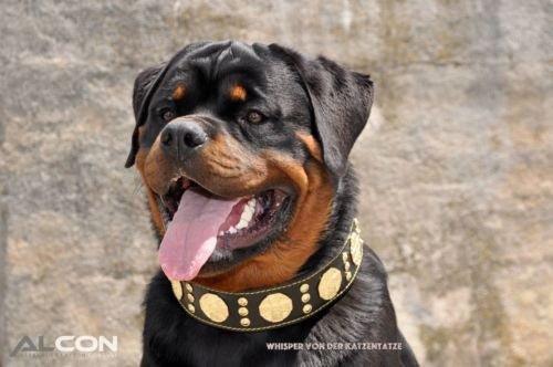 The "Maximus" collar 2.5 inch wide black & gold-3